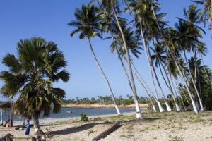 Leia mais sobre o artigo Beaches of Cajueiro da Praia